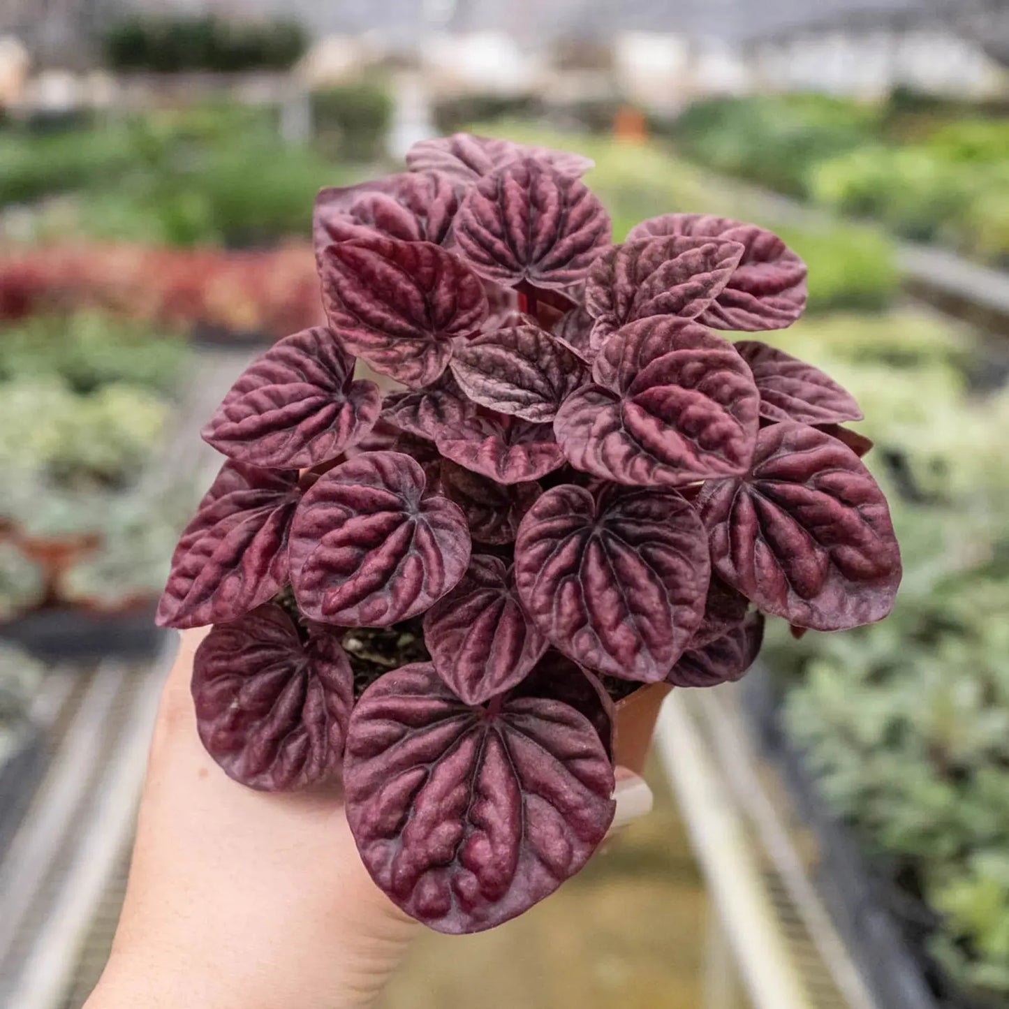 Peperomia 'Ripple Red' House Plant Dropship Botani Haven