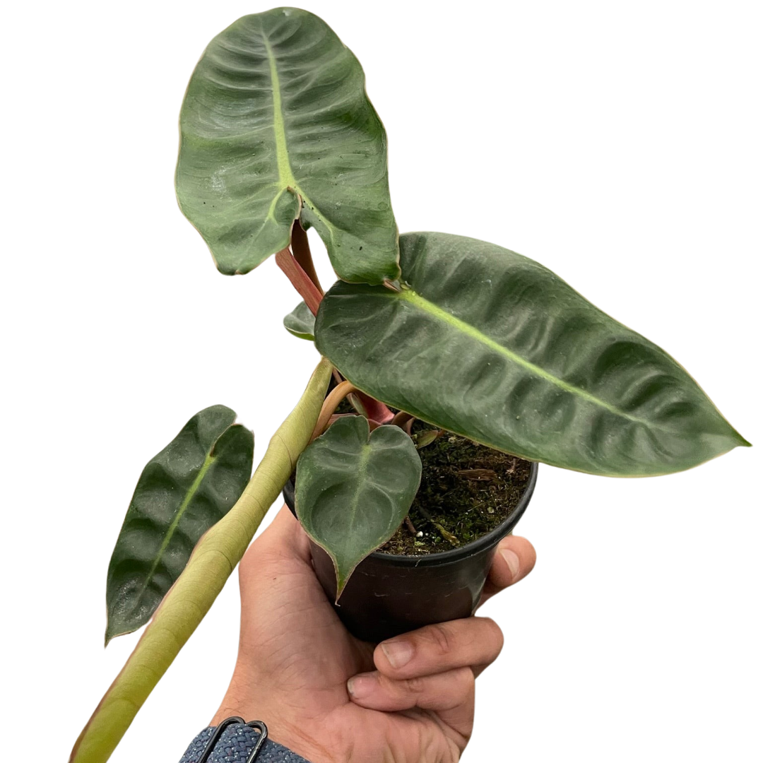 Philodendron 'Billietiae' House Plant Dropship Botani Haven