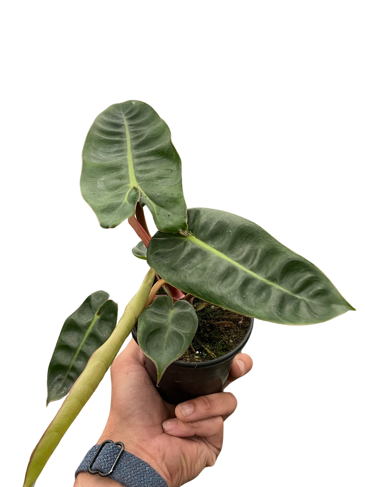Philodendron 'Billietiae' House Plant Dropship Botani Haven