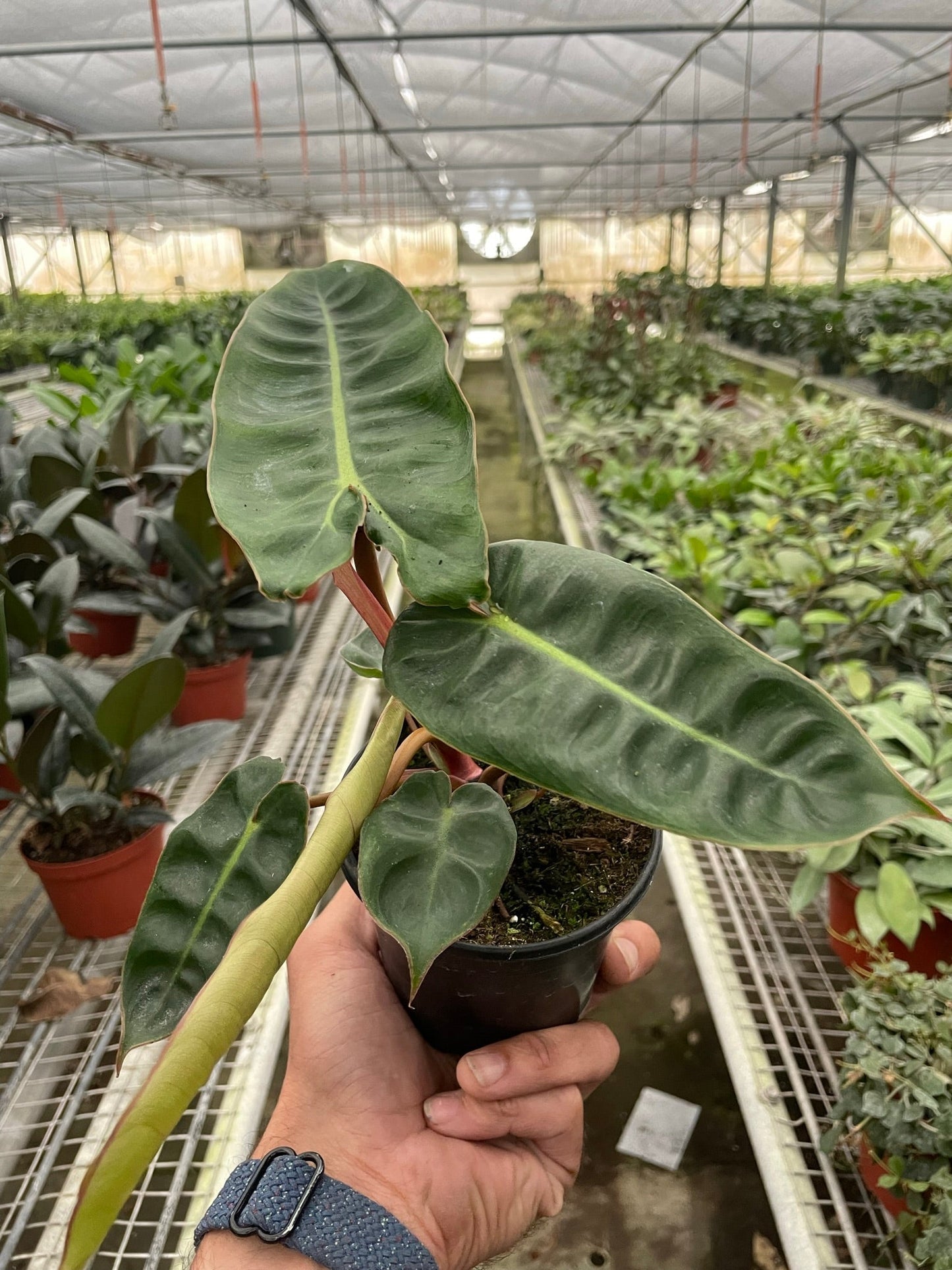 Philodendron 'Billietiae' House Plant Dropship Botani Haven