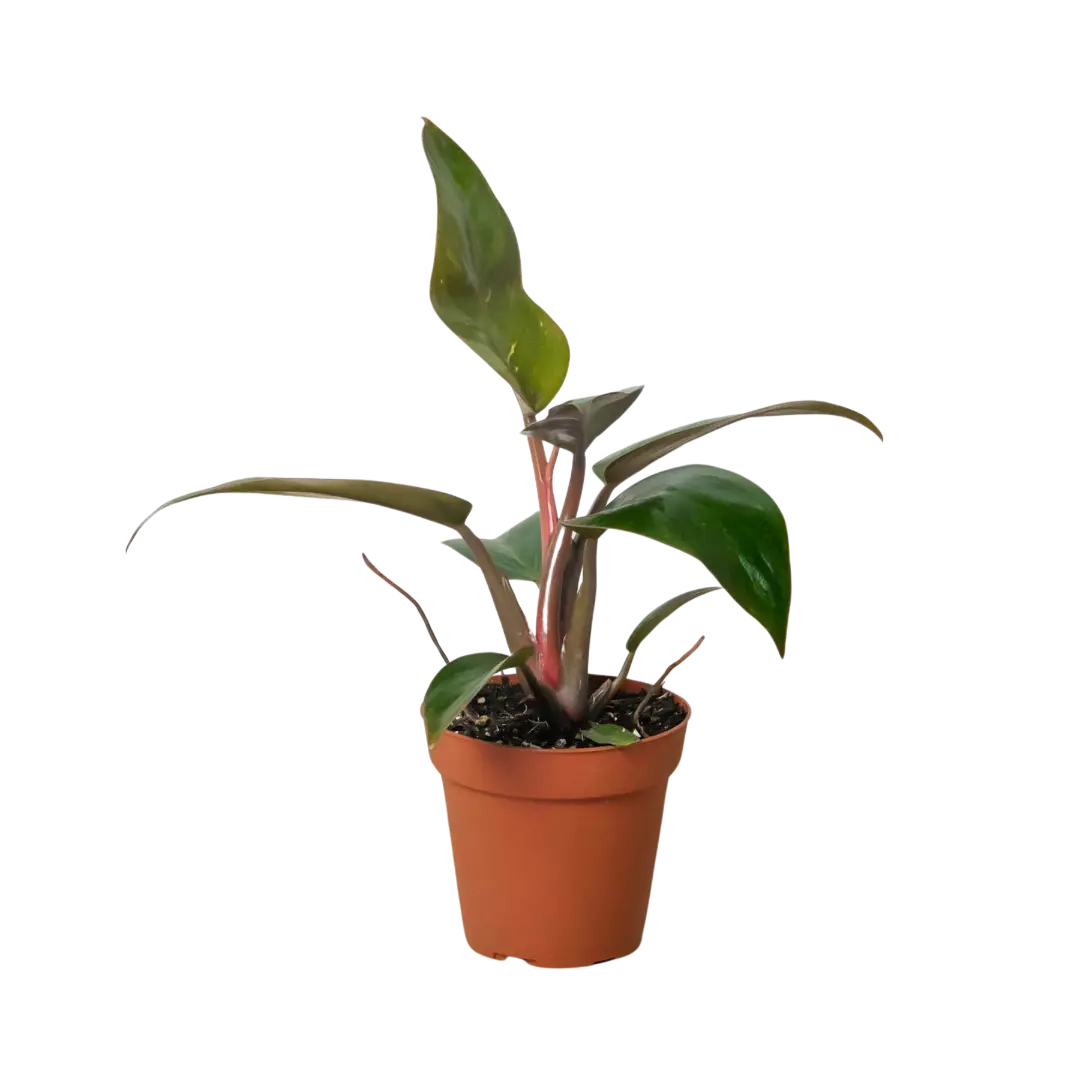 Philodendron 'Birkin Pink' House Plant Dropship Botani Haven
