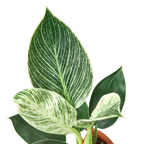 Philodendron 'Birkin' House Plant Dropship Botani Haven