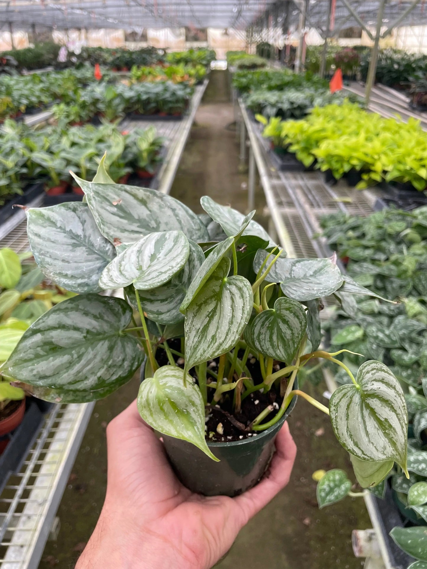 Philodendron 'Brandi' House Plant Dropship Botani Haven