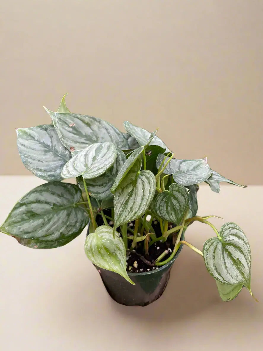 Philodendron 'Brandi' House Plant Dropship Botani Haven