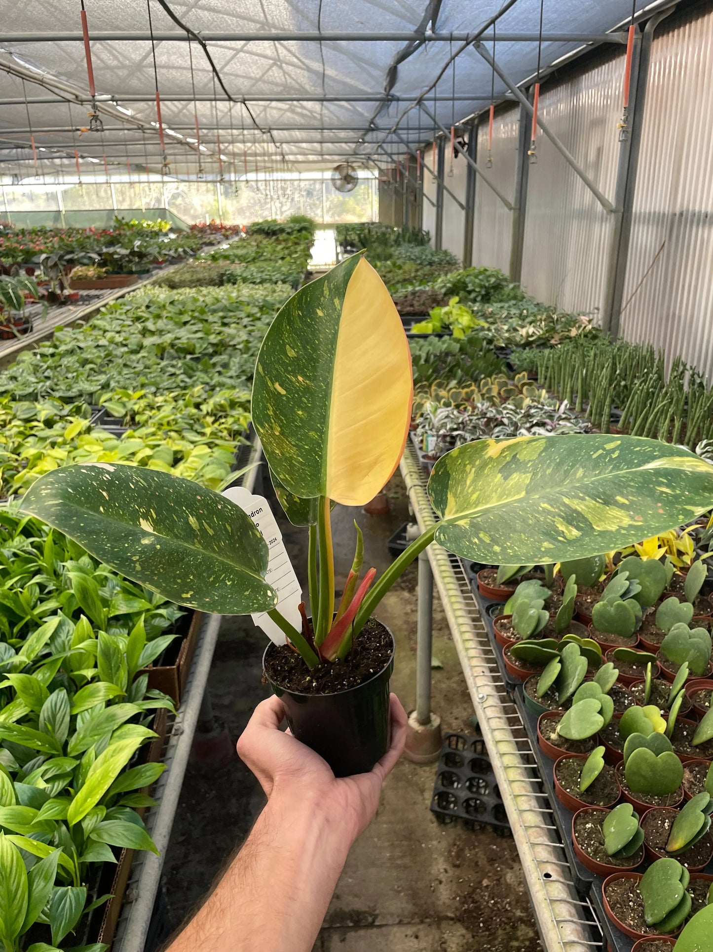 Philodendron 'Congo Green Variegated' House Plant Dropship Botani Haven