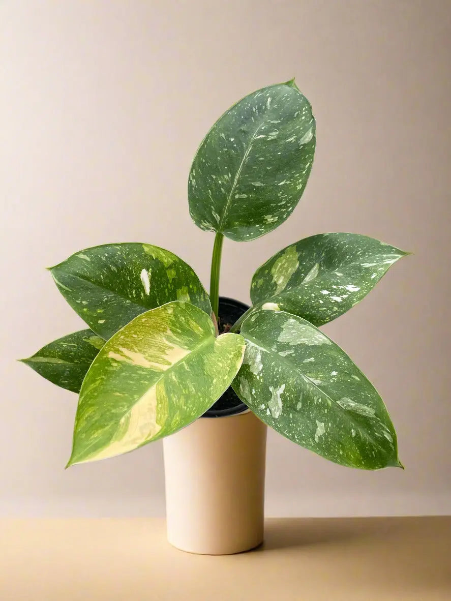 Philodendron 'Congo Nuclear' House Plant Dropship Botani Haven