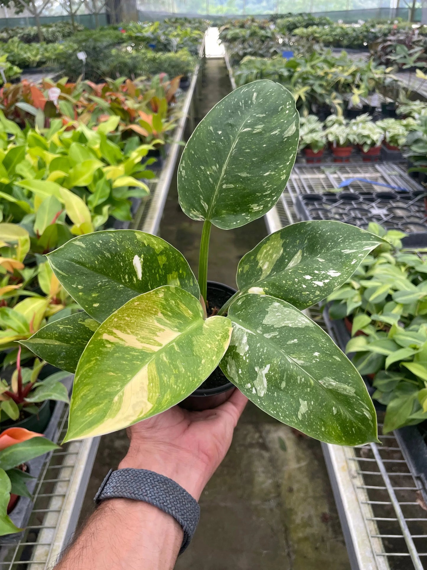 Philodendron 'Congo Nuclear' House Plant Dropship Botani Haven