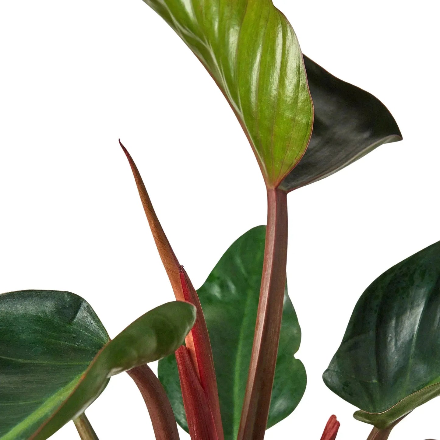 Philodendron 'Congo Rojo' House Plant Dropship Botani Haven