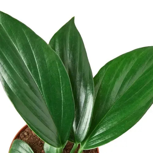 Philodendron 'Dragon Tail' House Plant Dropship Botani Haven