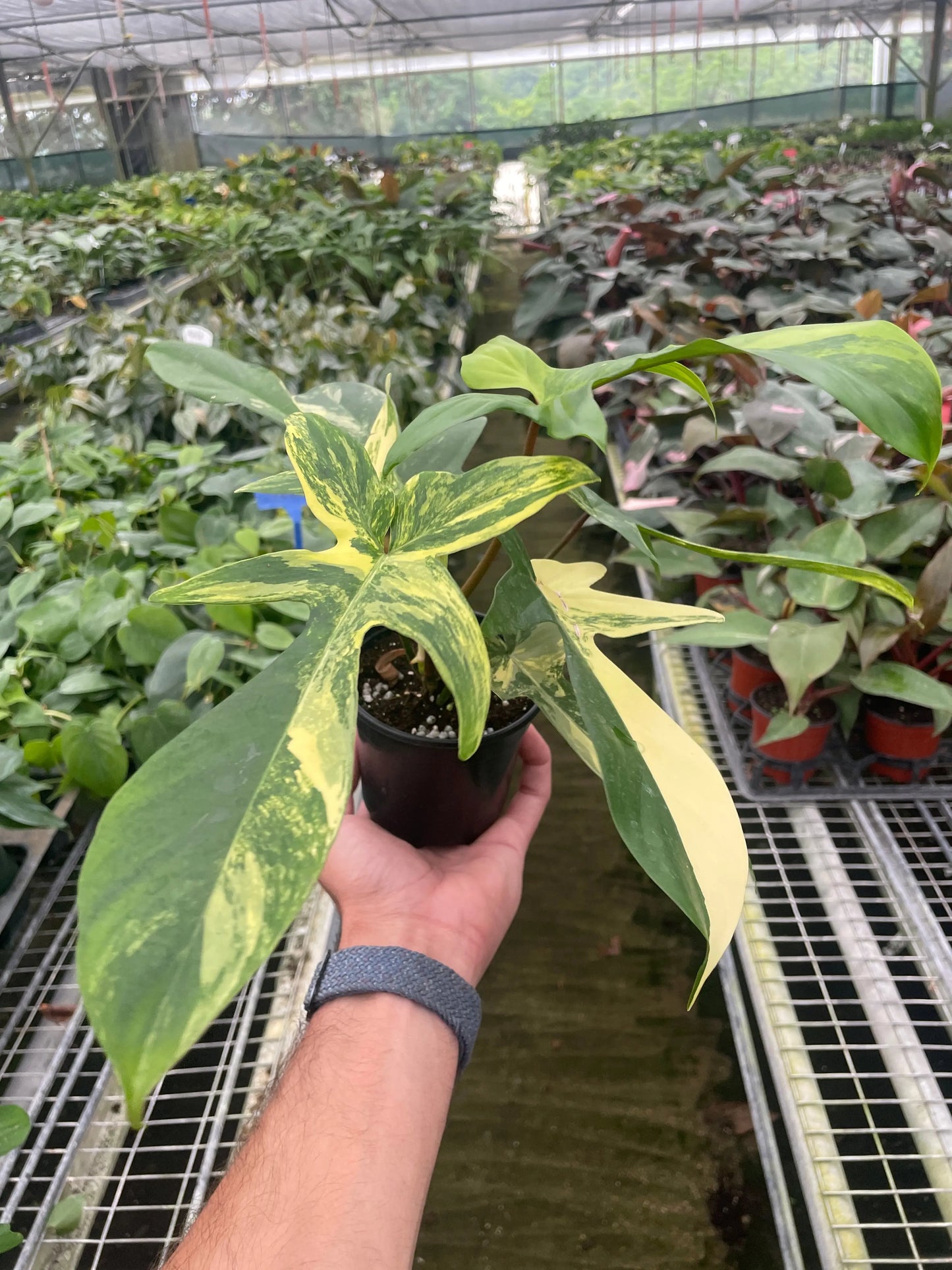 Philodendron 'Florida Beauty' Variegated House Plant Dropship Botani Haven