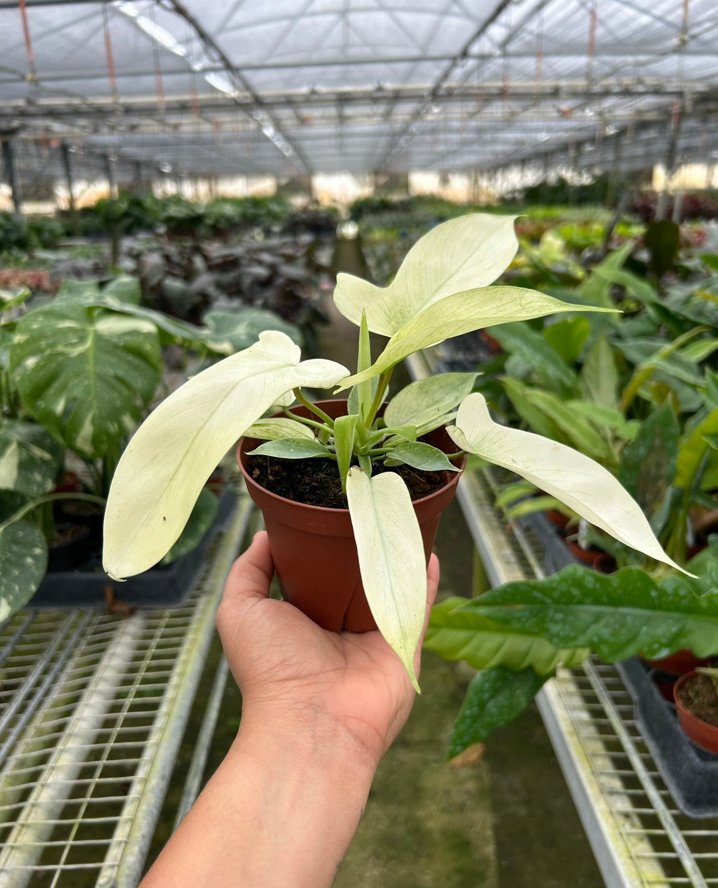 Philodendron 'Florida Ghost' House Plant Dropship Botani Haven