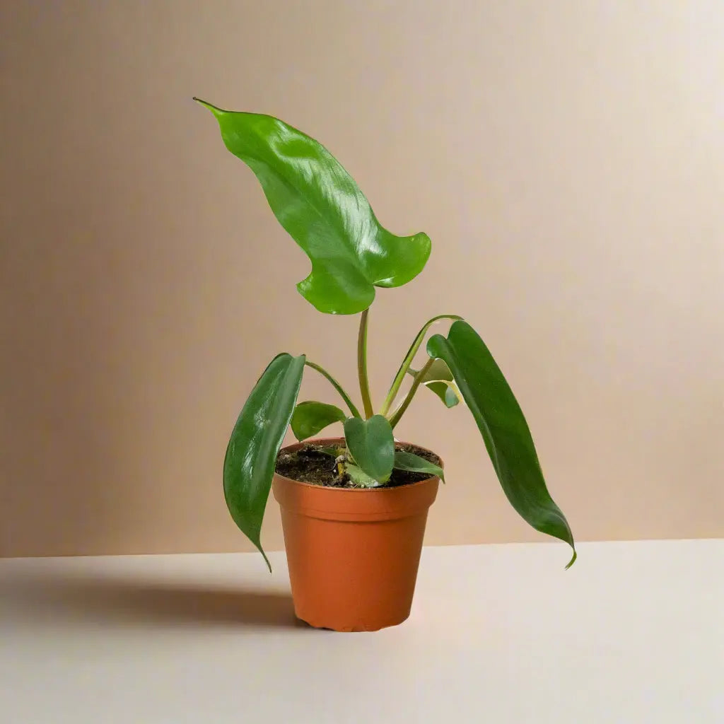 Philodendron 'Florida Green' House Plant Dropship Botani Haven