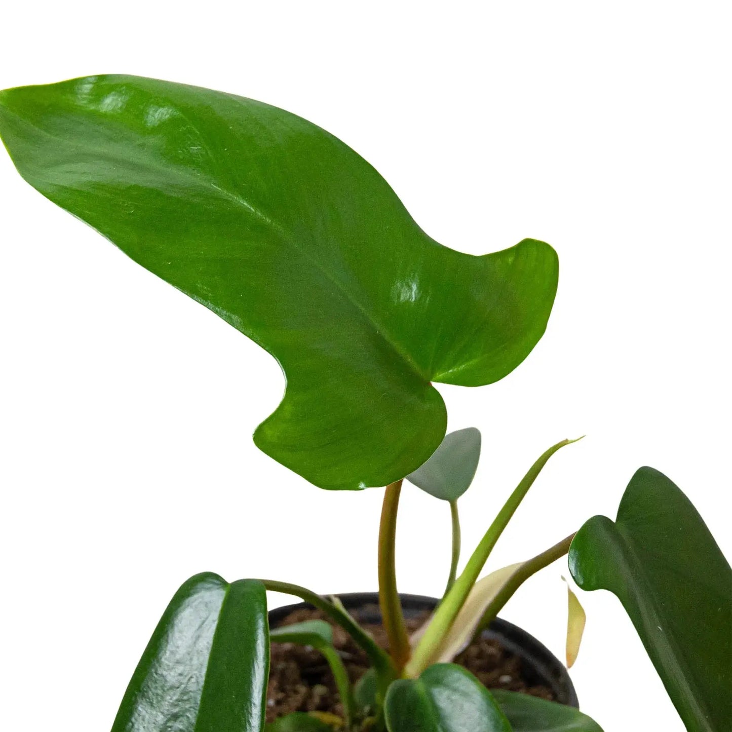 Philodendron 'Florida Green' House Plant Dropship Botani Haven