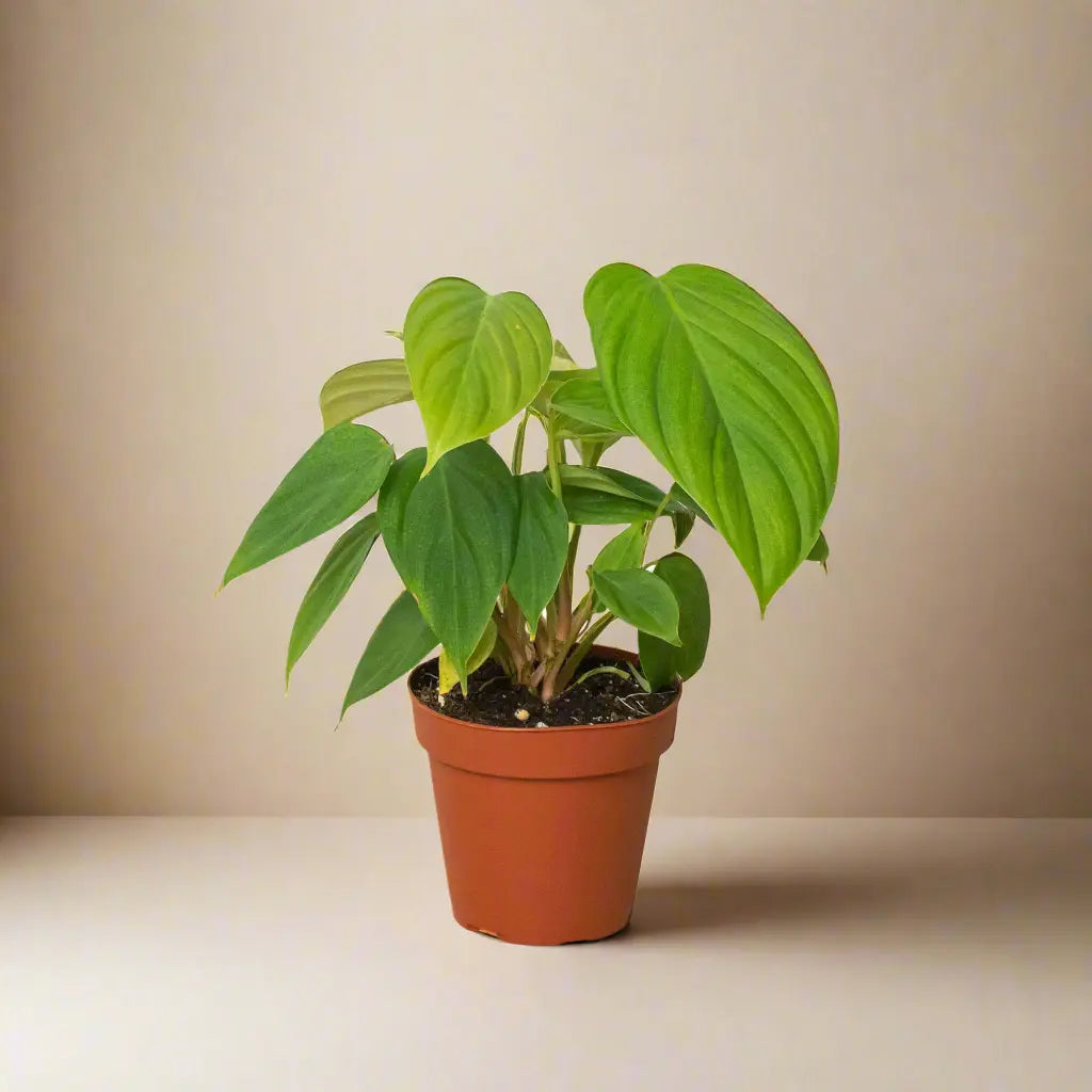 Philodendron 'Fuzzy Petiole' House Plant Dropship Botani Haven