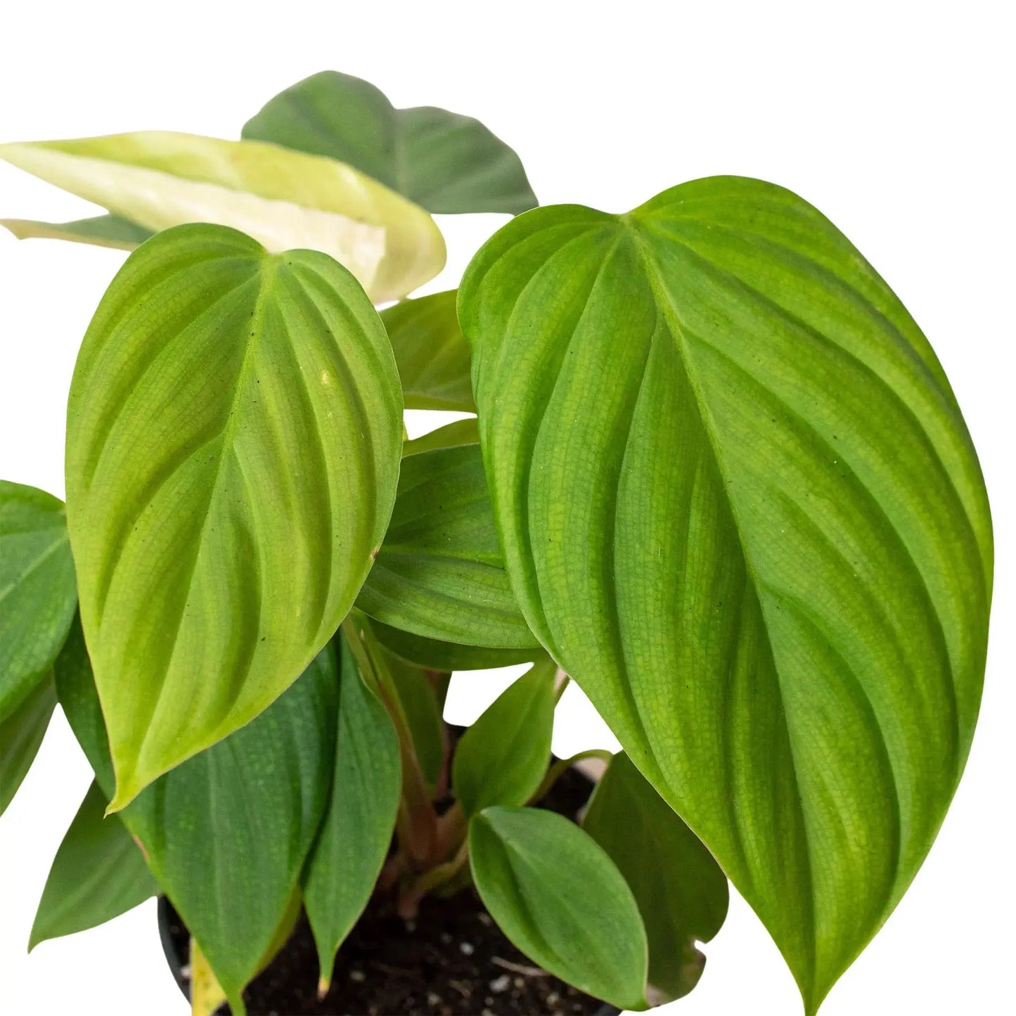Philodendron 'Fuzzy Petiole' House Plant Dropship Botani Haven