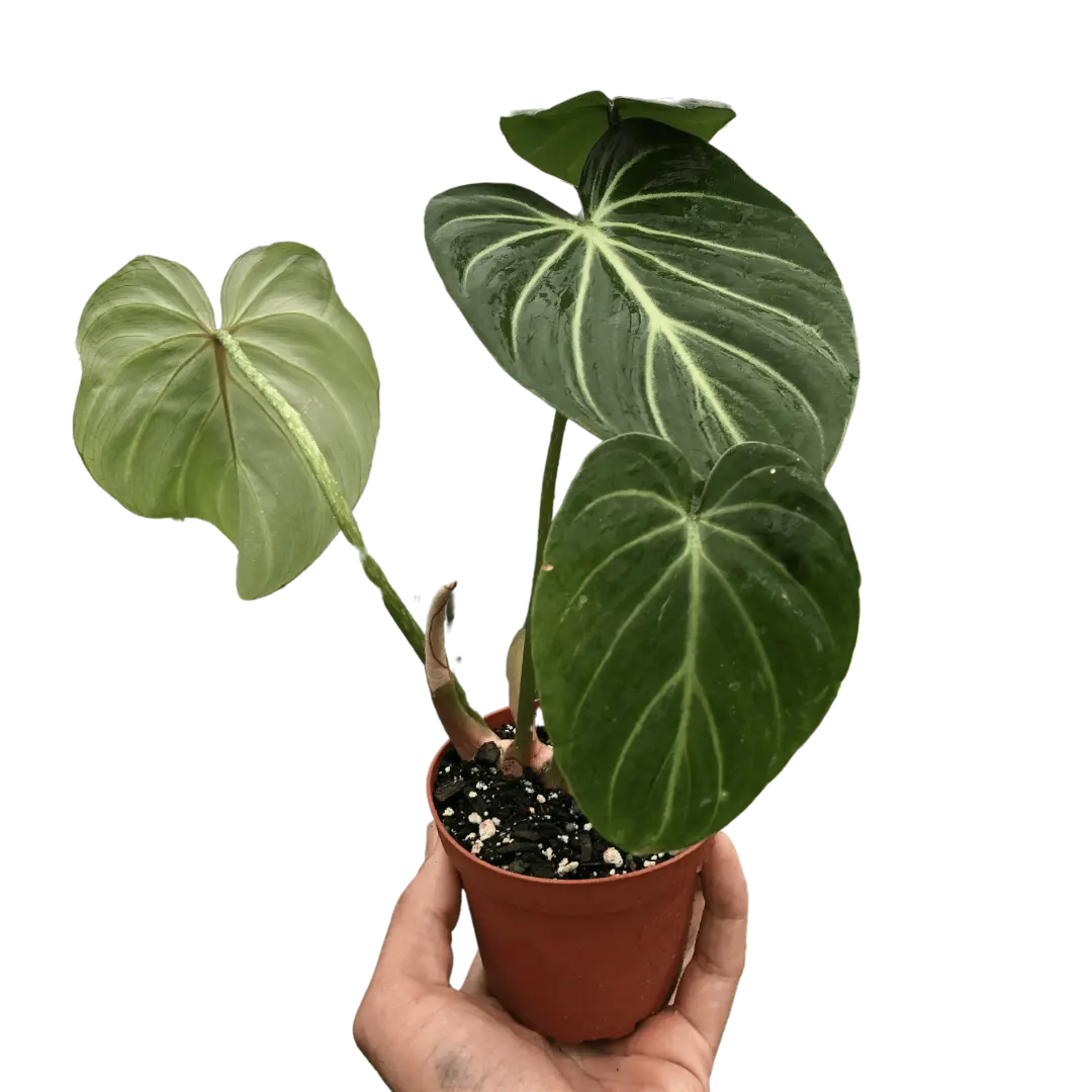 Philodendron 'Gloriosum' House Plant Dropship Botani Haven