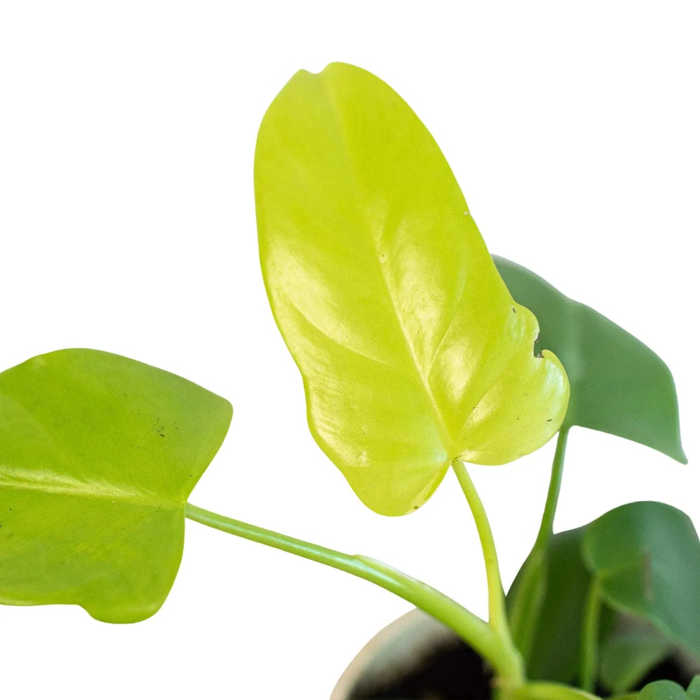 Bright and bold, the Philodendron 'Golden Violin' is a striking tropical houseplant with vibrant golden-yellow foliage that matures into deep green. Its uniquely lobed leaves resemble the shape of a violin, adding a dramatic flair to any indoor plant collection. This low-maintenance Philodendron thrives in bright, indirect light and is perfect for plant enthusiasts looking to add a pop of color to their space.