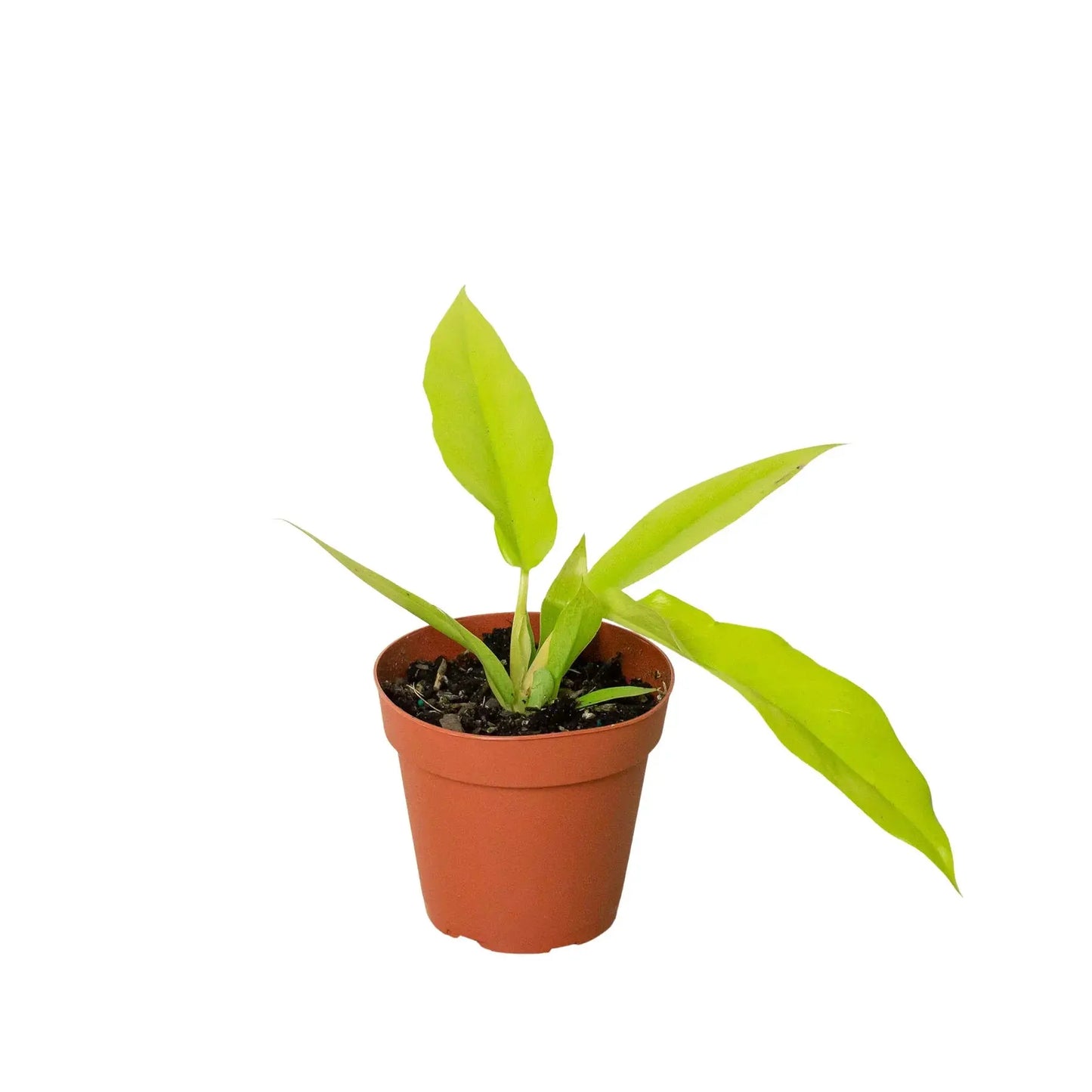 Philodendron 'Ring of Fire Gold' House Plant Dropship Botani Haven