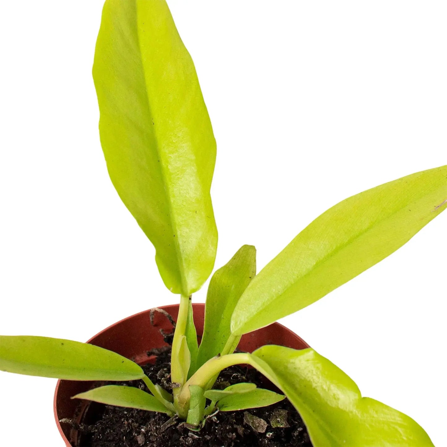 Philodendron 'Ring of Fire Gold' House Plant Dropship Botani Haven