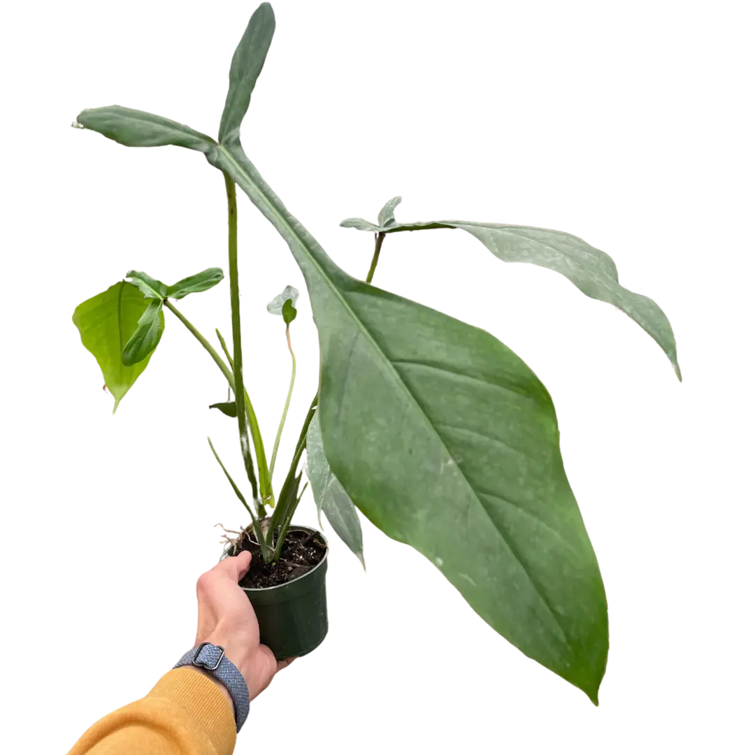 Philodendron 'Joepii' House Plant Dropship Botani Haven