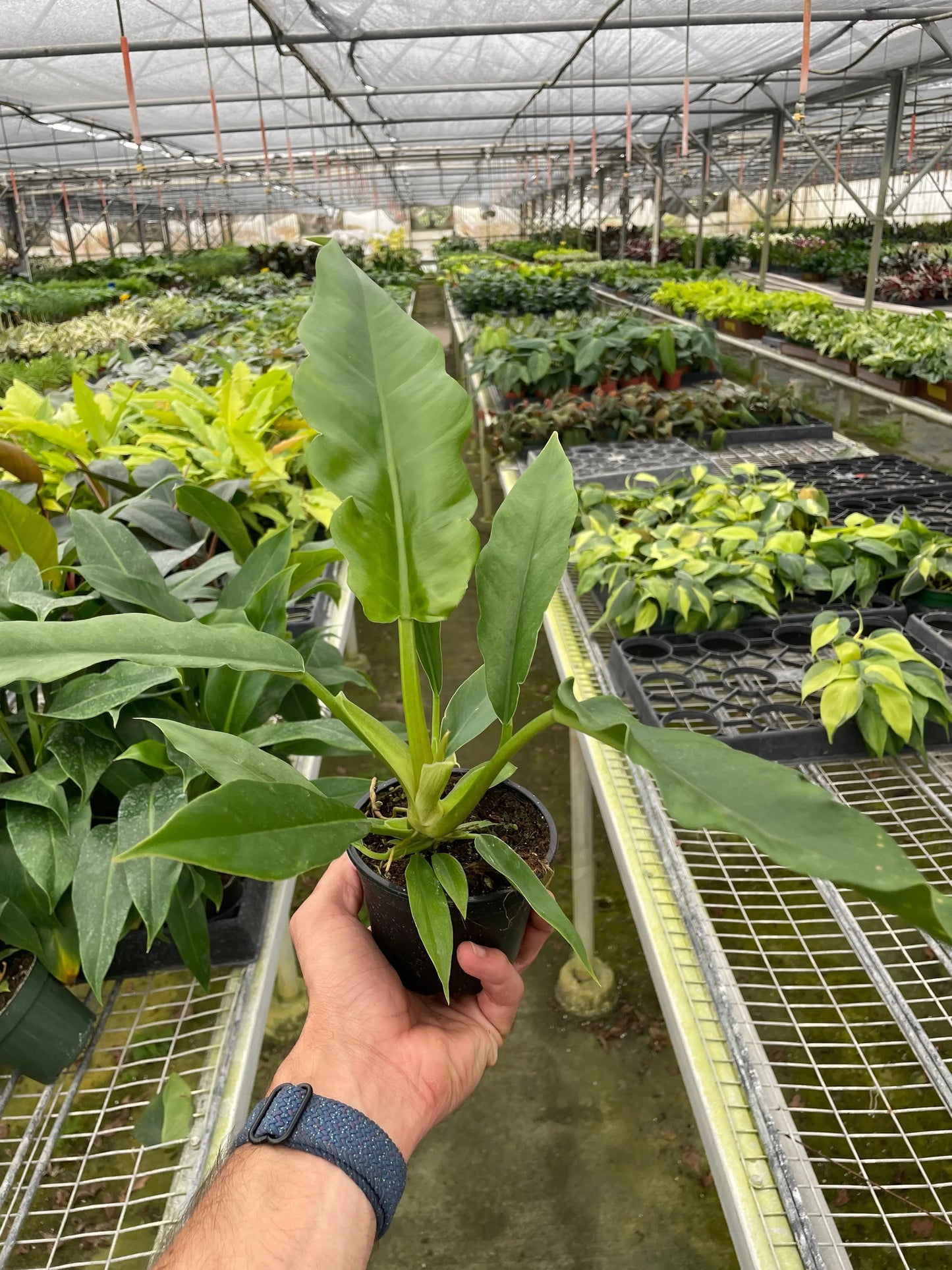 Philodendron 'Jungle Boogie' House Plant Dropship Botani Haven