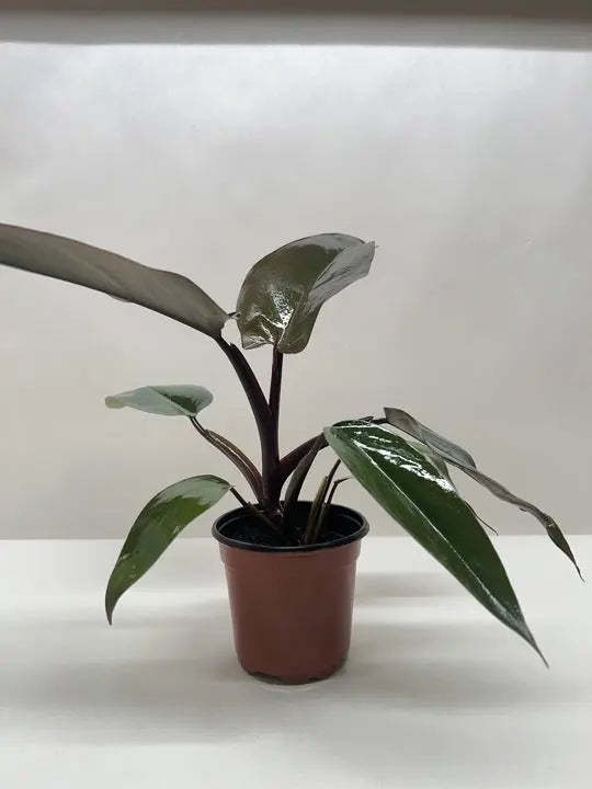 Philodendron 'Majesty' House Plant Wholesale Botani Haven