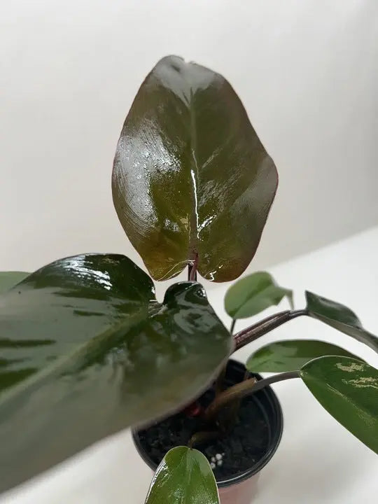 Philodendron 'Majesty' House Plant Wholesale Botani Haven