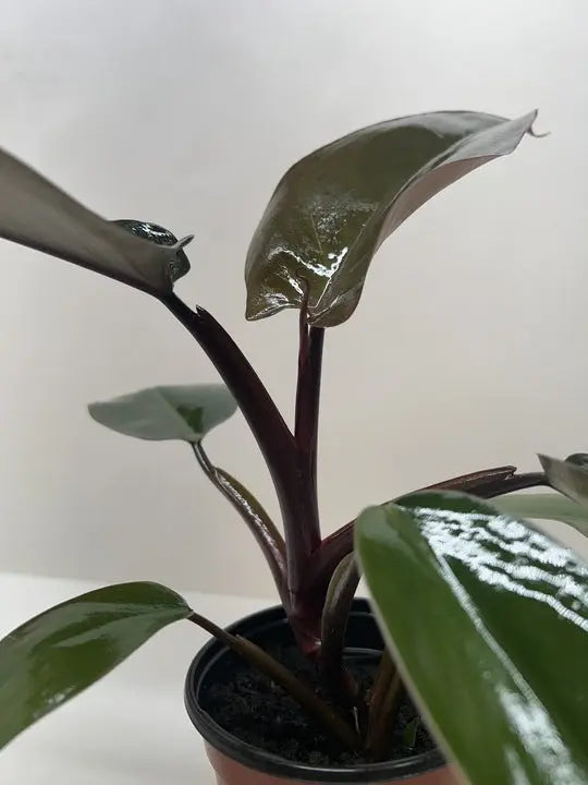 Philodendron 'Majesty' House Plant Wholesale Botani Haven