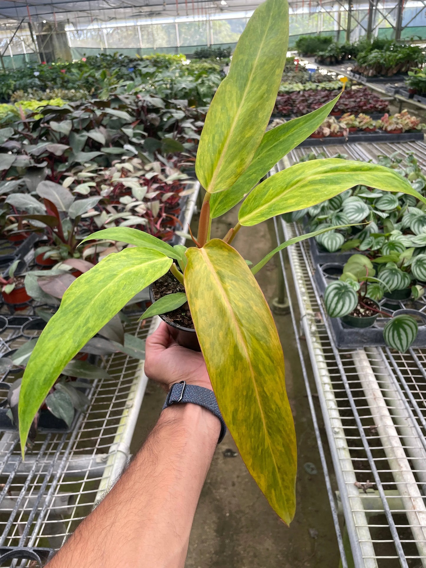 Philodendron 'Orange Marmalade' House Plant Dropship Botani Haven