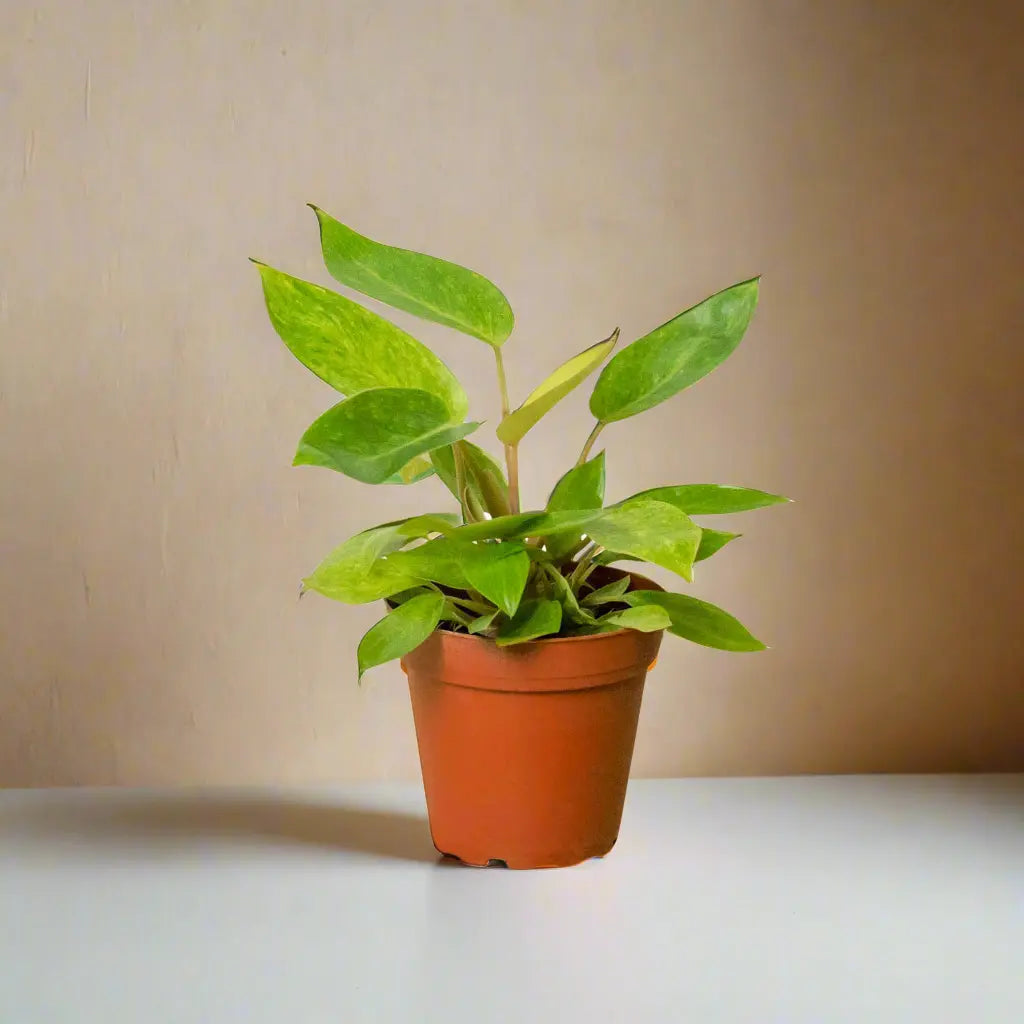 Philodendron 'Painted Lady' House Plant Dropship Botani Haven