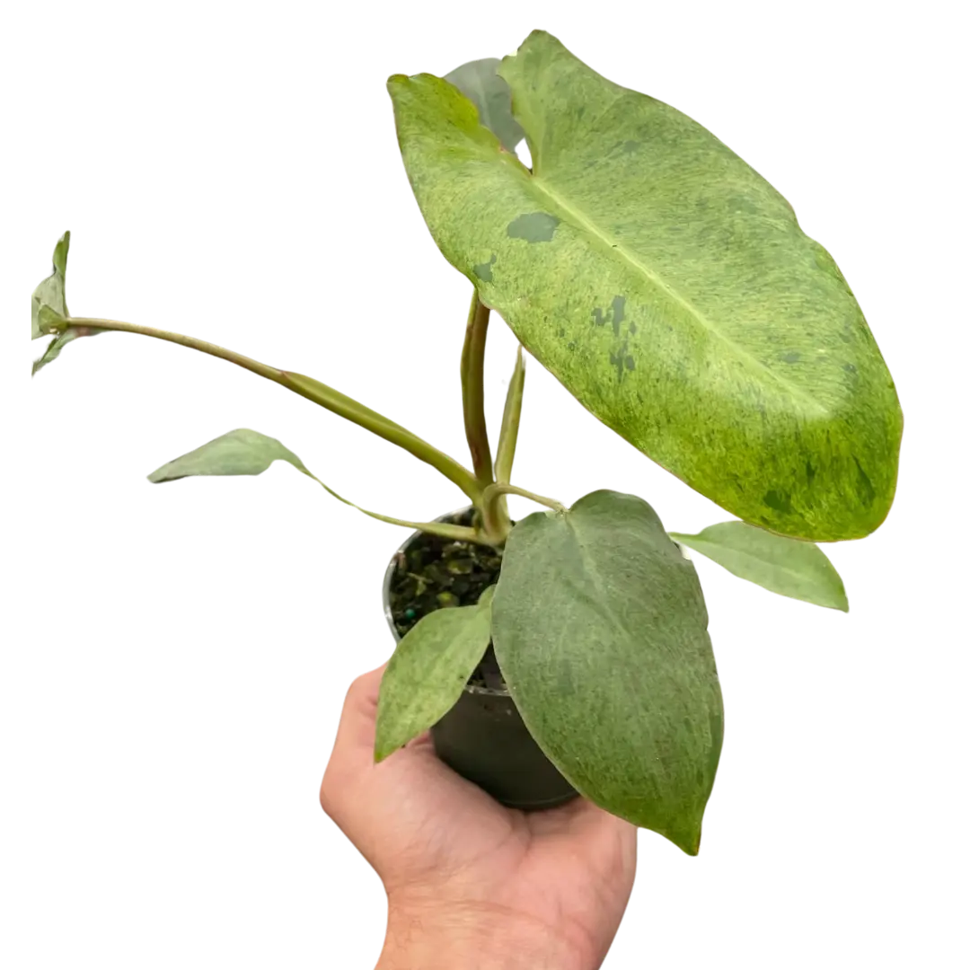 Philodendron 'Paraiso Verde' House Plant Dropship Botani Haven