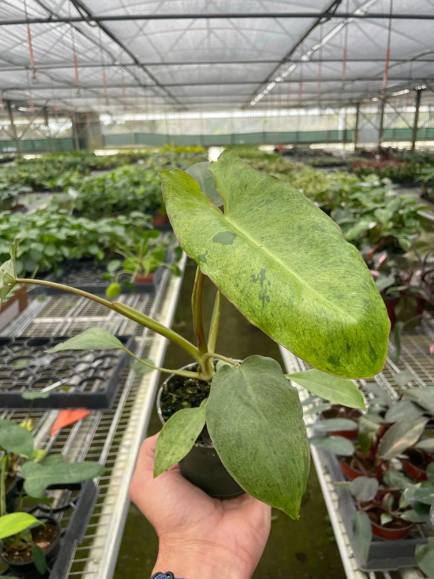 Philodendron 'Paraiso Verde' House Plant Dropship Botani Haven
