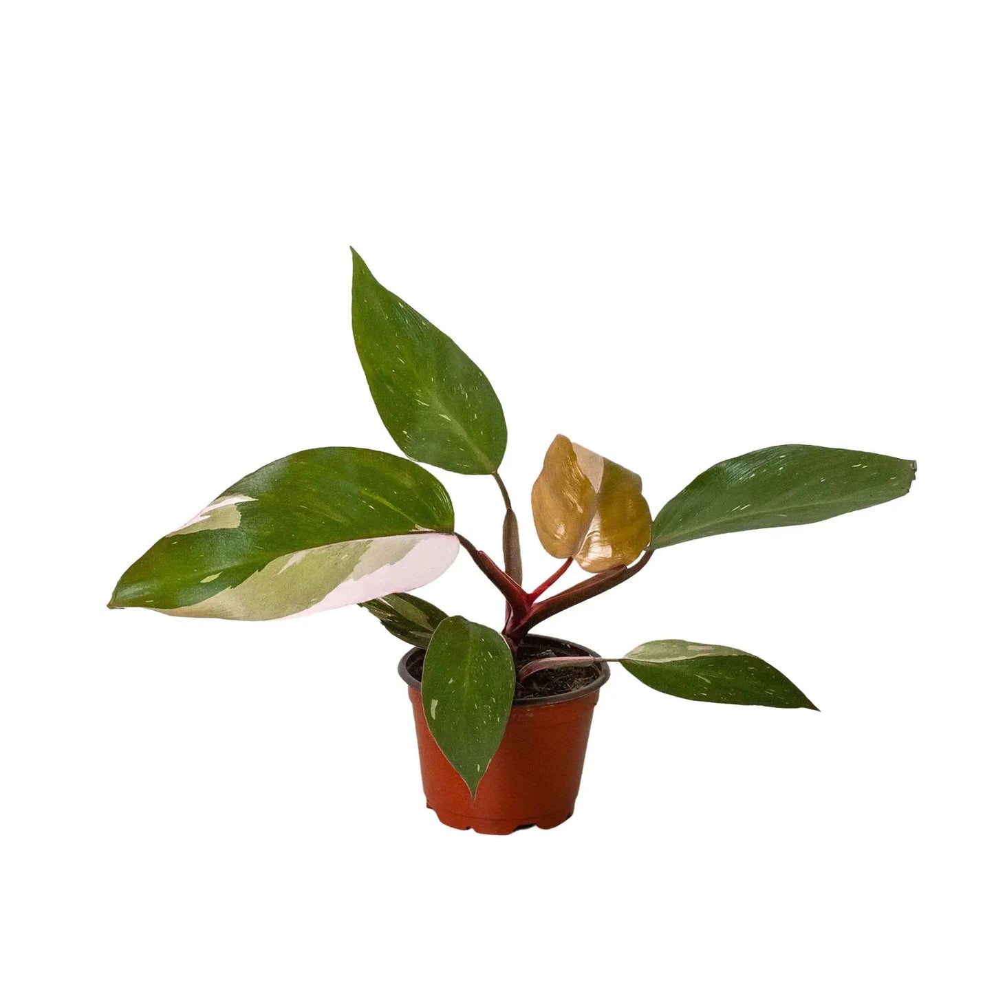 Philodendron 'Pink Princess' House Plant Dropship Botani Haven