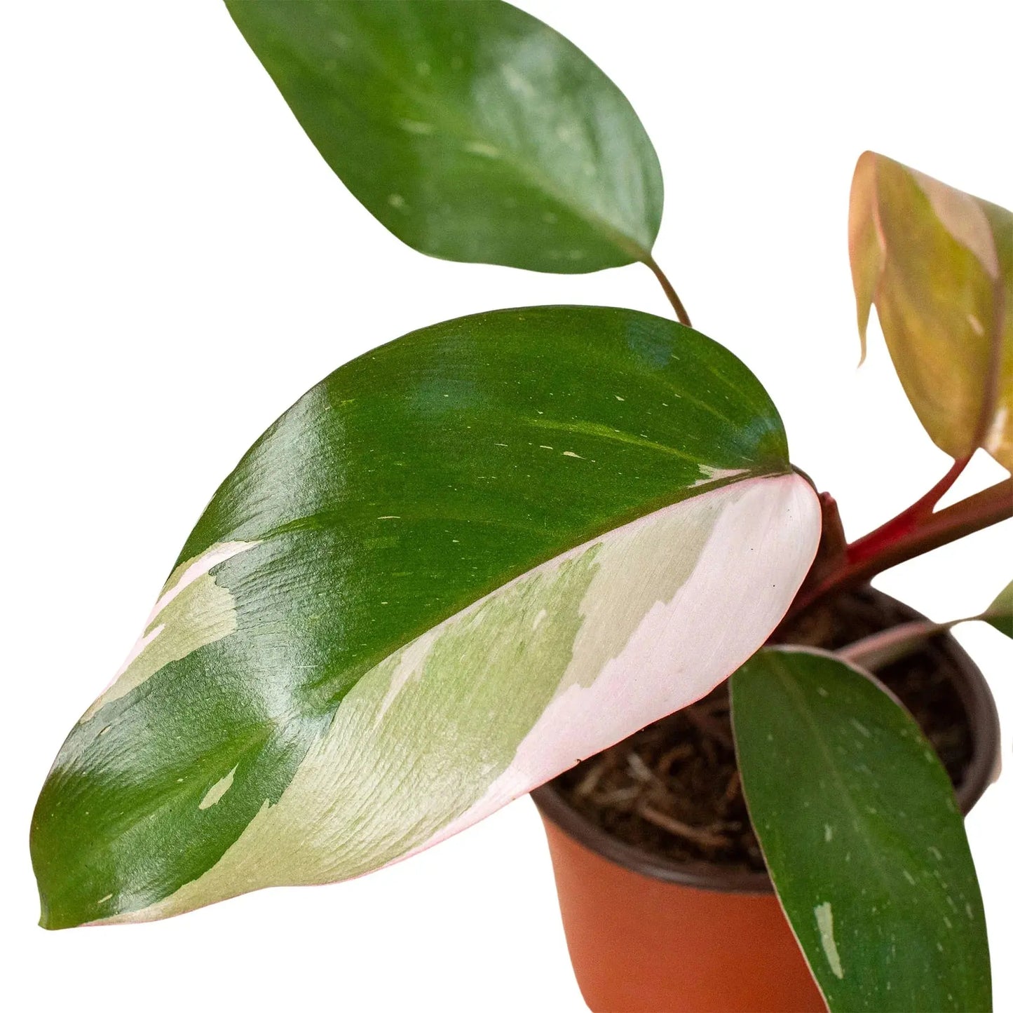 Philodendron 'Pink Princess' House Plant Dropship Botani Haven