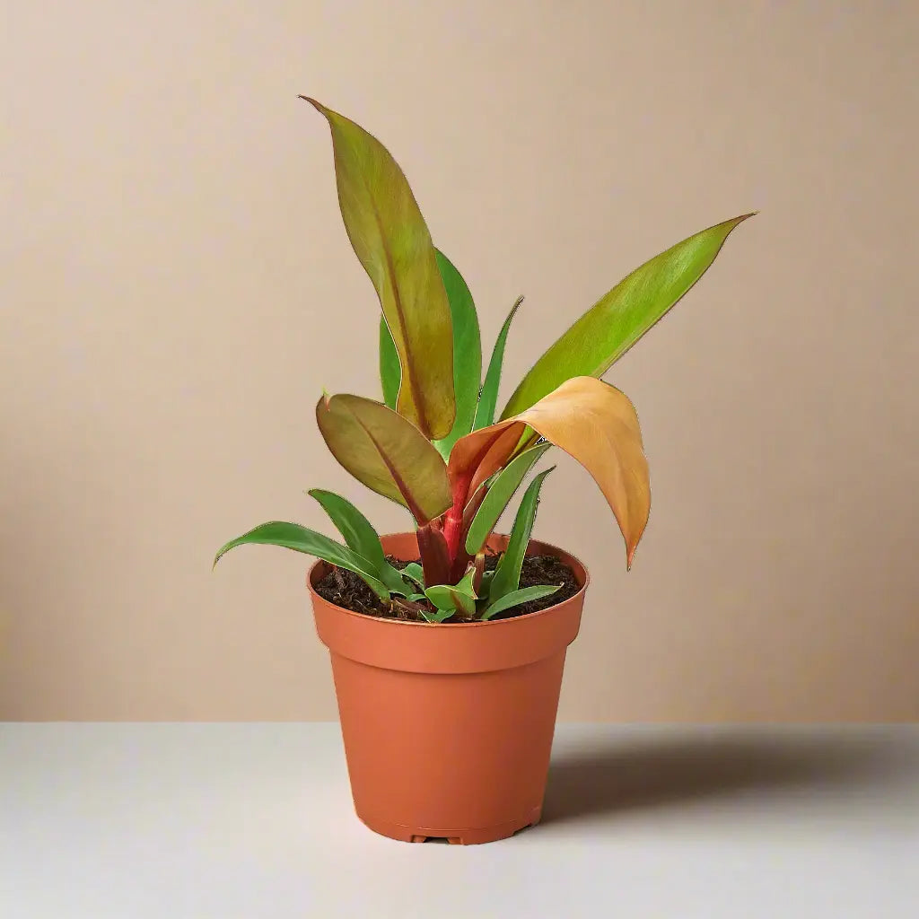 Philodendron 'Prince of Orange' House Plant Dropship Botani Haven