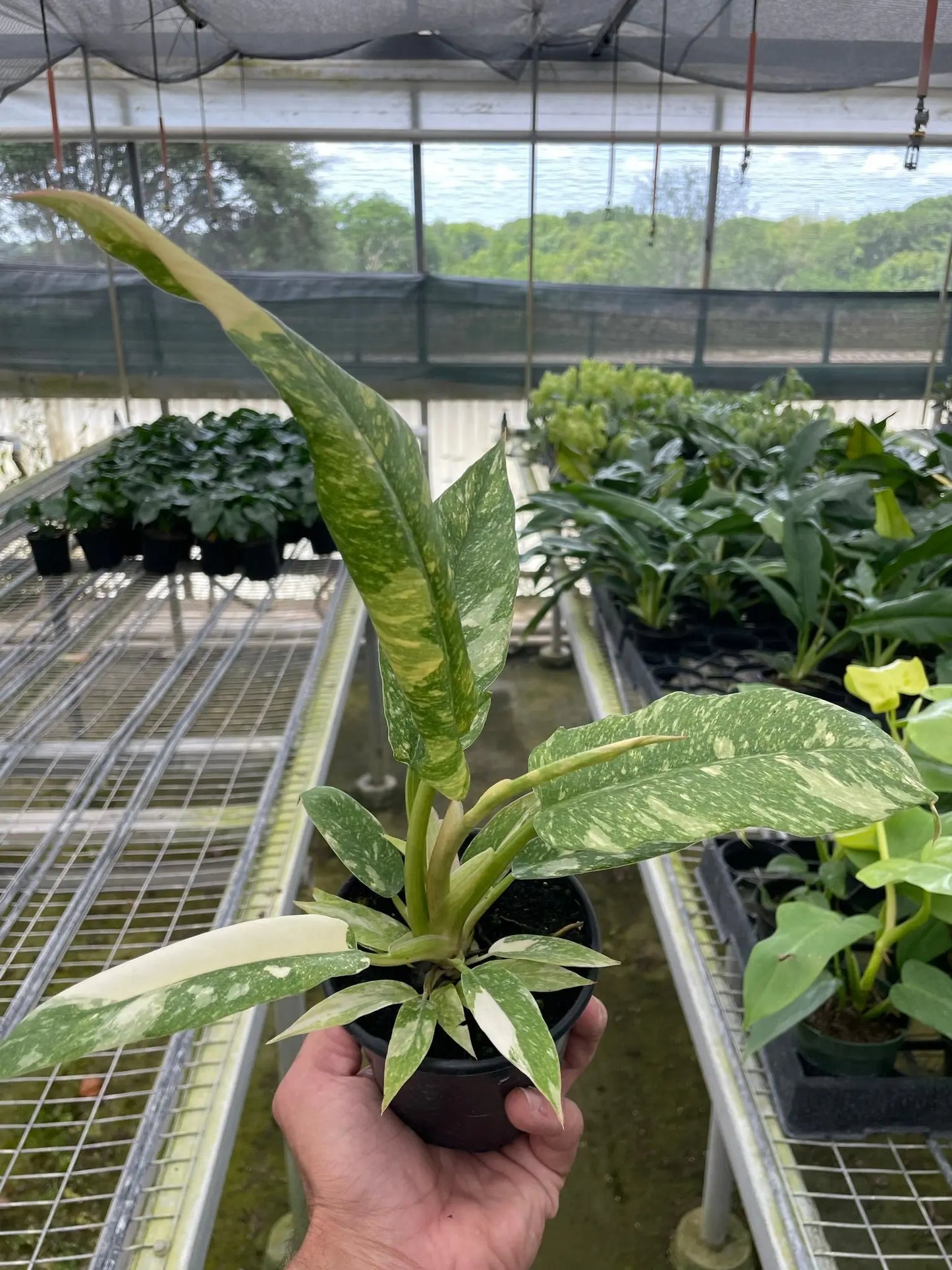 Philodendron 'Ring of Fire Variegated' House Plant Dropship Botani Haven