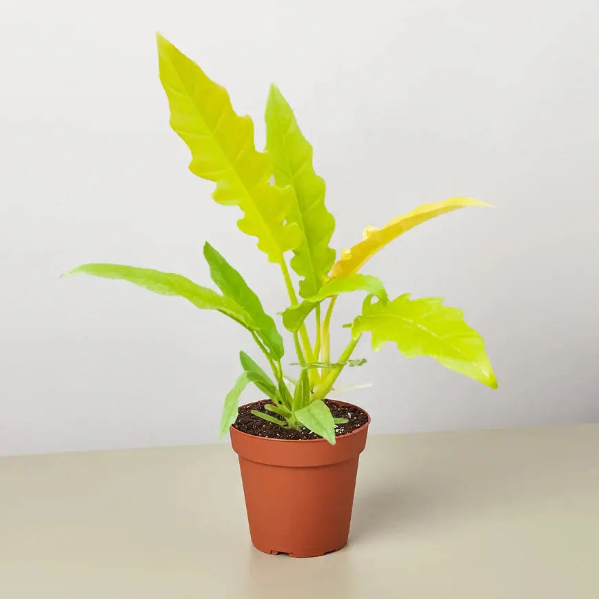 Philodendron 'Ring of Fire Gold' House Plant Dropship Botani Haven