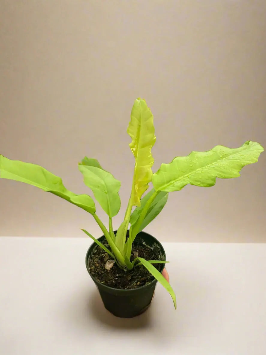 Philodendron 'Ring of Fire Gold' House Plant Dropship Botani Haven