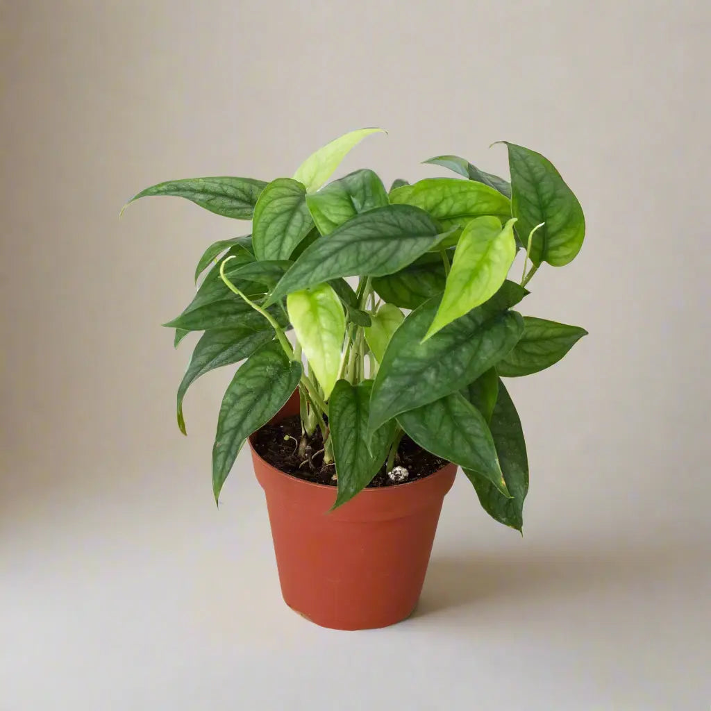 Monstera 'Siltepecana' House Plant Dropship Botani Haven