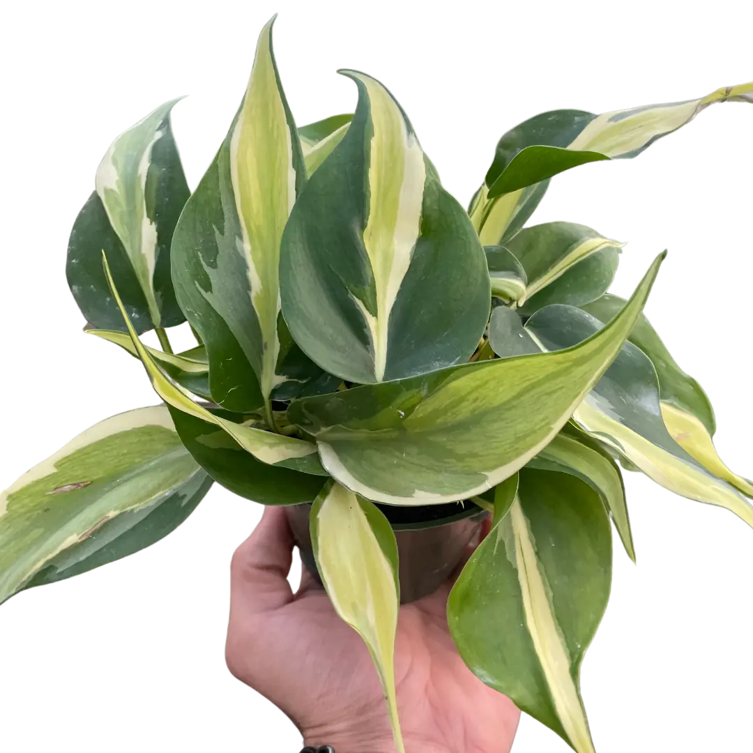 Philodendron 'Silver Stripe' House Plant Dropship Botani Haven