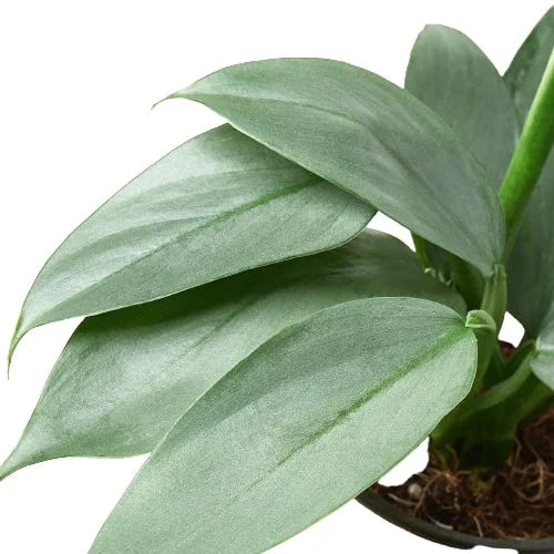 Philodendron 'Silver Sword' House Plant Dropship Botani Haven