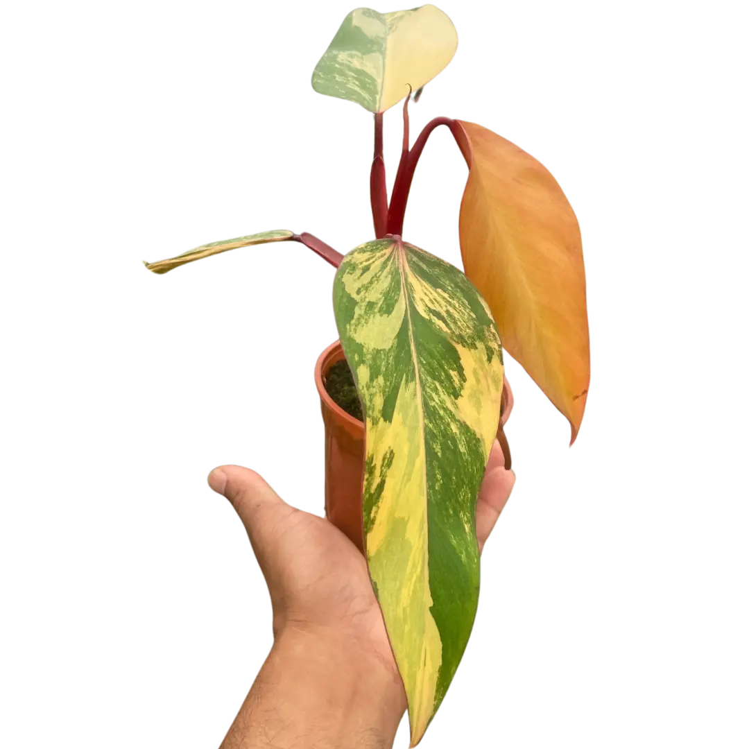 Philodendron 'Strawberry Shake' House Plant Dropship Botani Haven