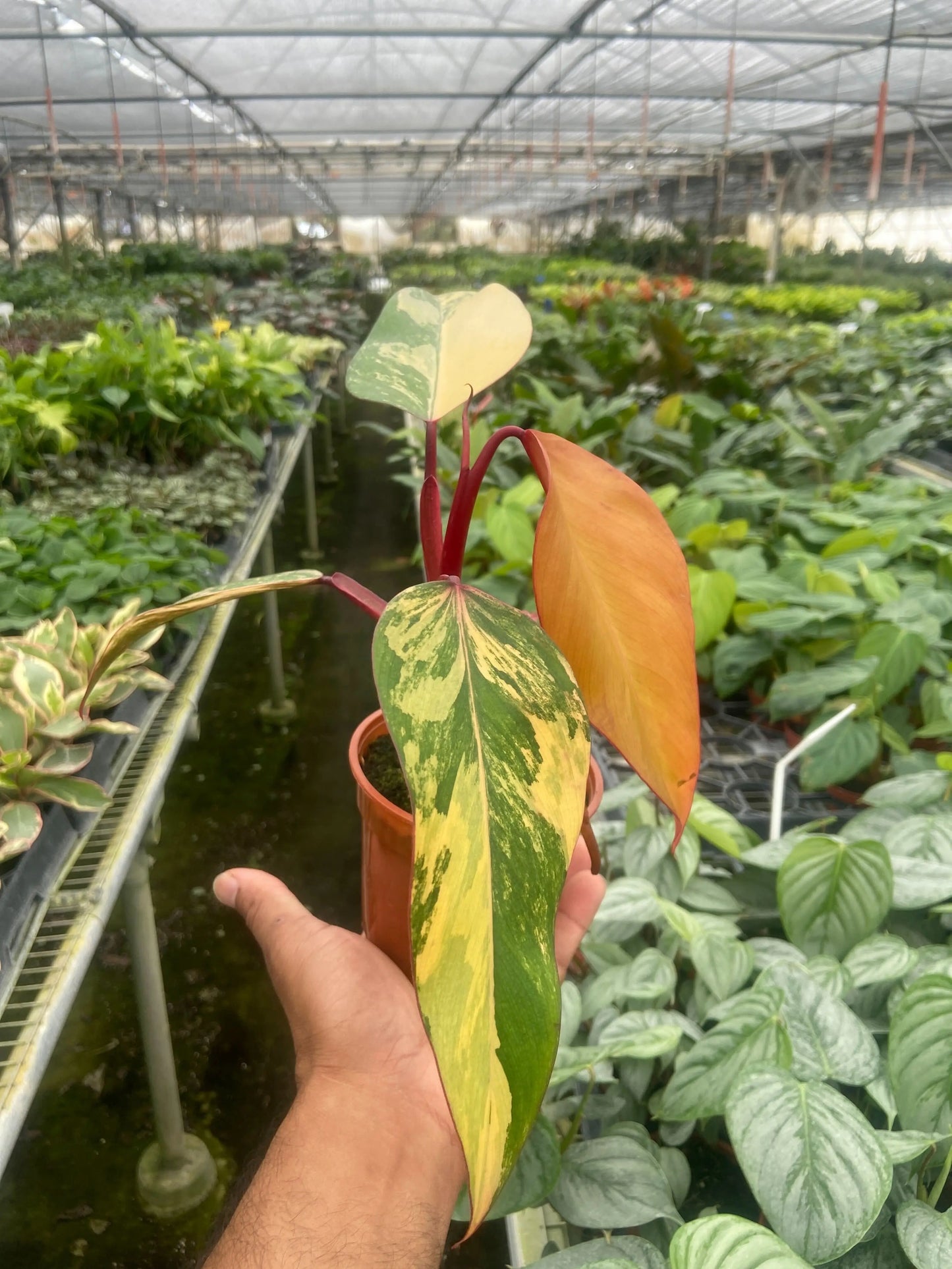 Philodendron 'Strawberry Shake' House Plant Dropship Botani Haven