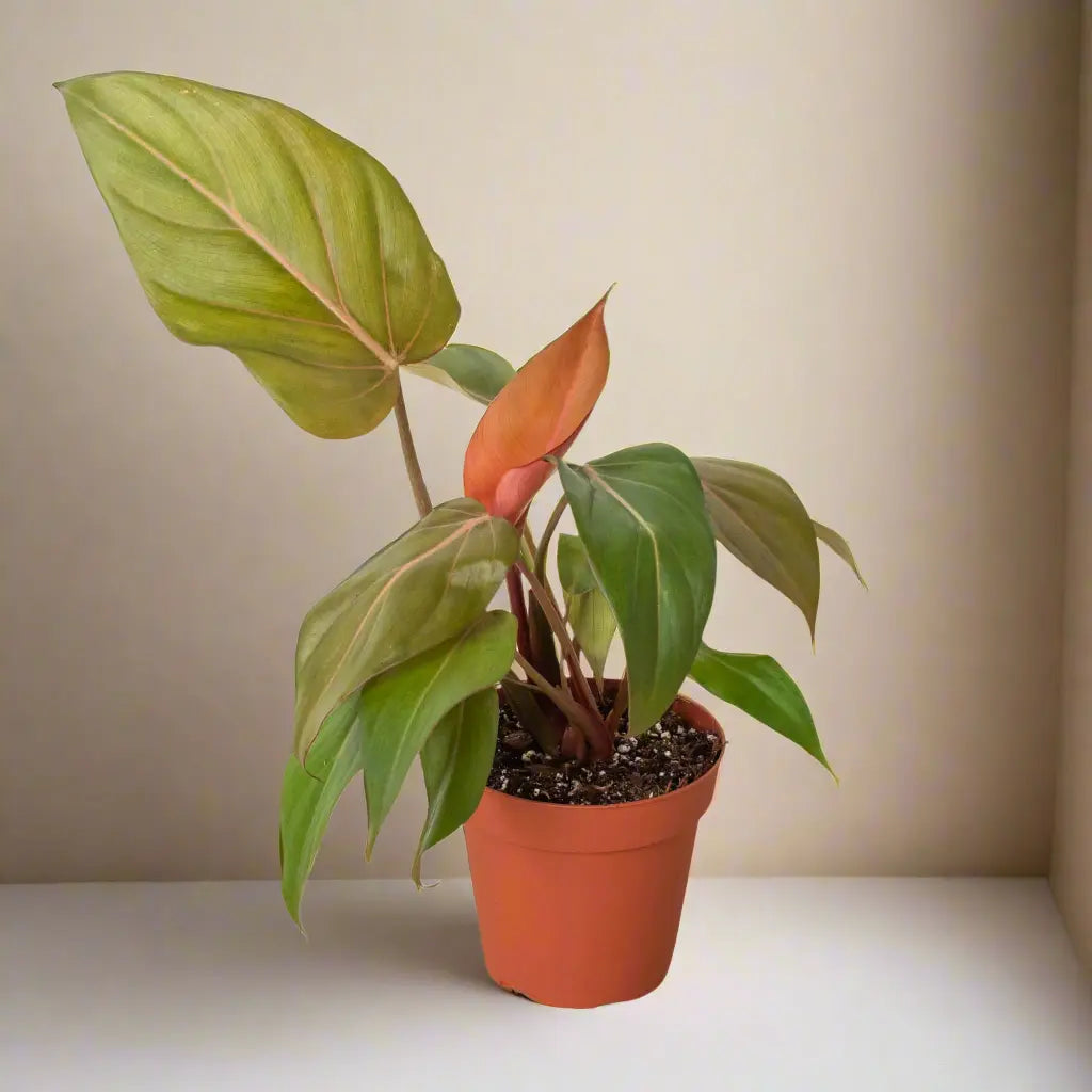 Philodendron 'Summer Glory' House Plant Dropship Botani Haven