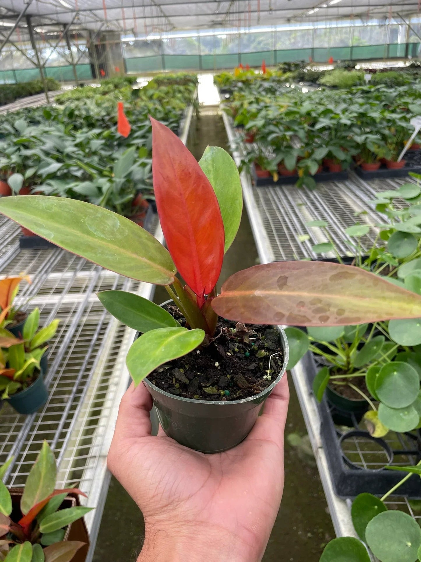 Philodendron 'Sun Red' House Plant Dropship Botani Haven