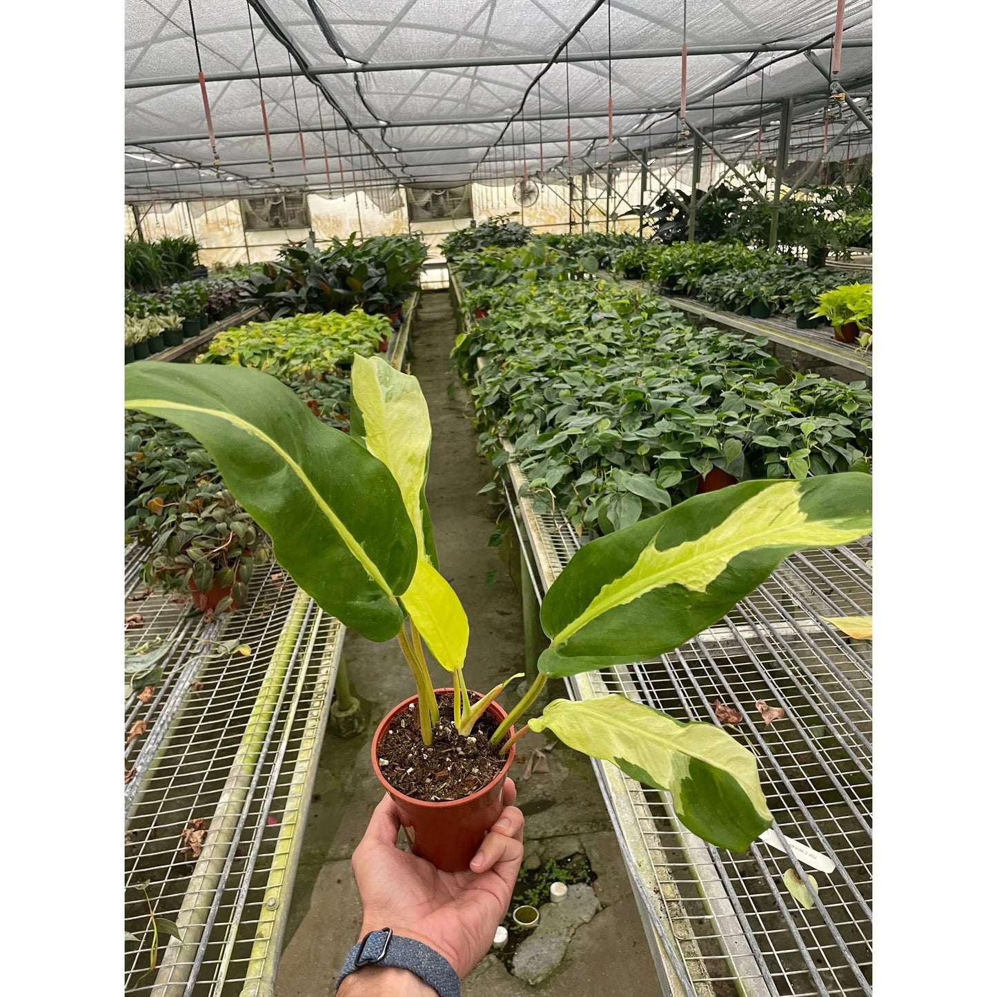 Philodendron 'Thai Sunrise' House Plant Shop Botani Haven
