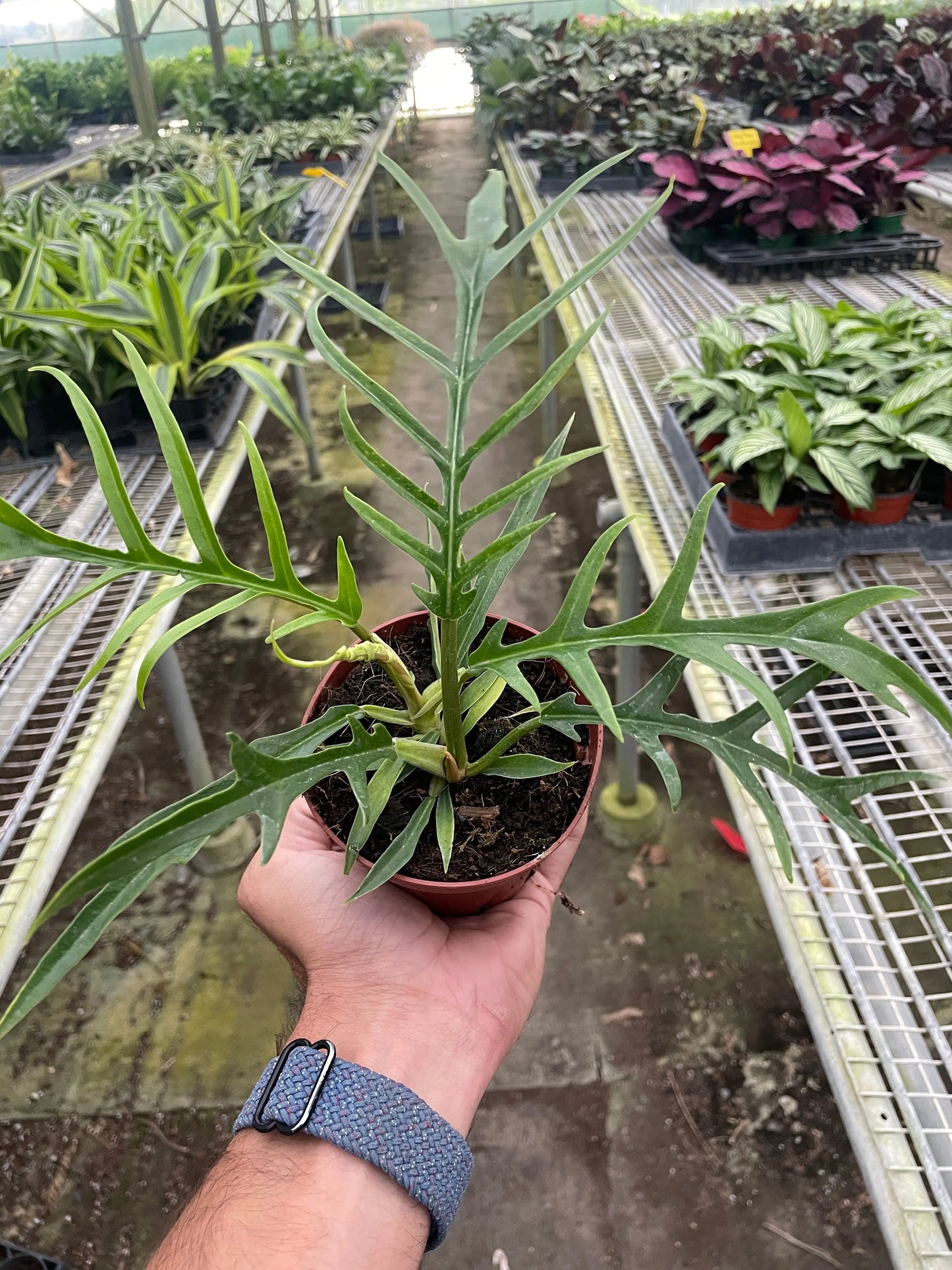 Philodendron 'Tortum' House Plant Dropship Botani Haven