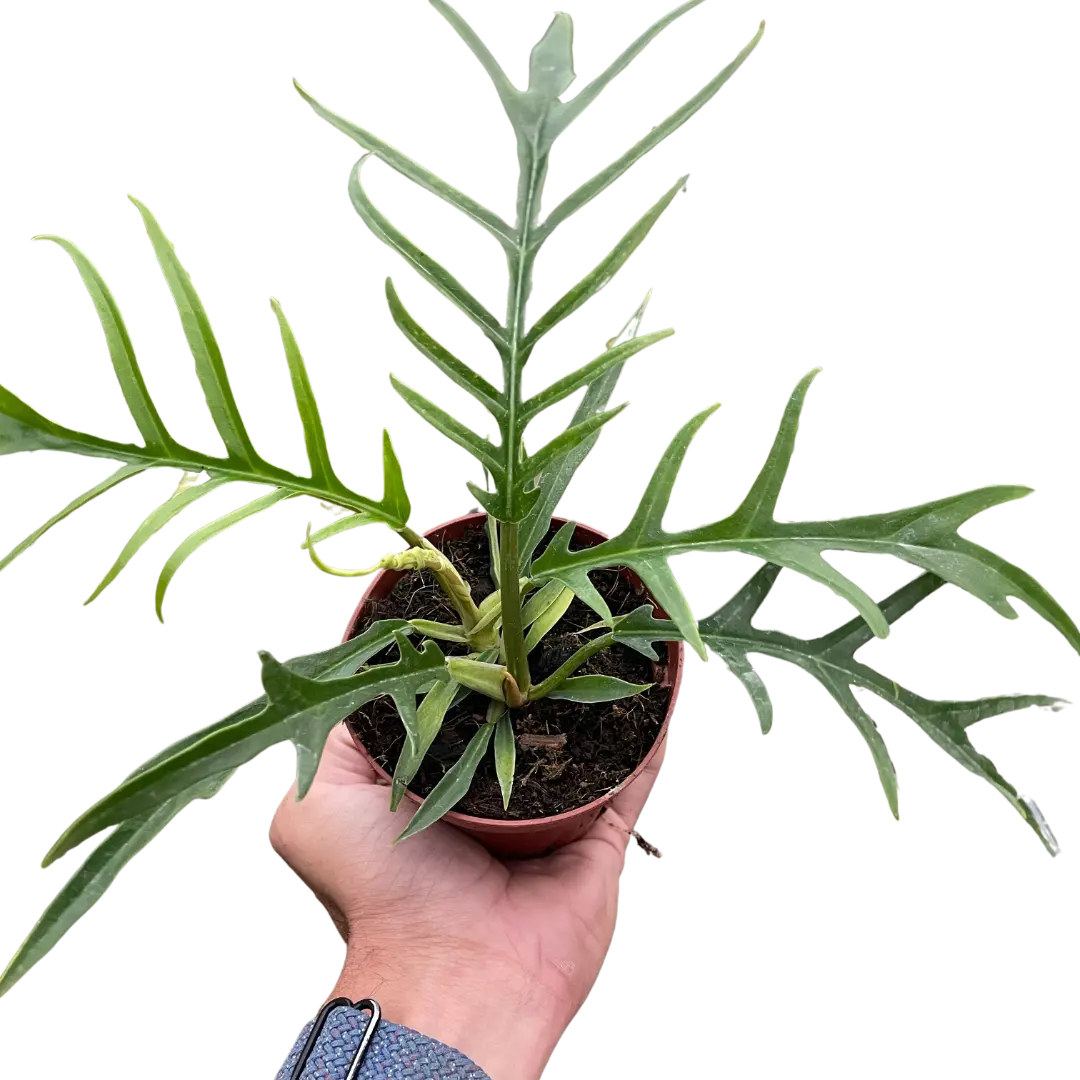 Philodendron 'Tortum' House Plant Dropship Botani Haven