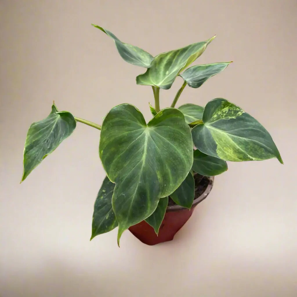 Philodendron 'Verrucosum' House Plant Dropship Botani Haven