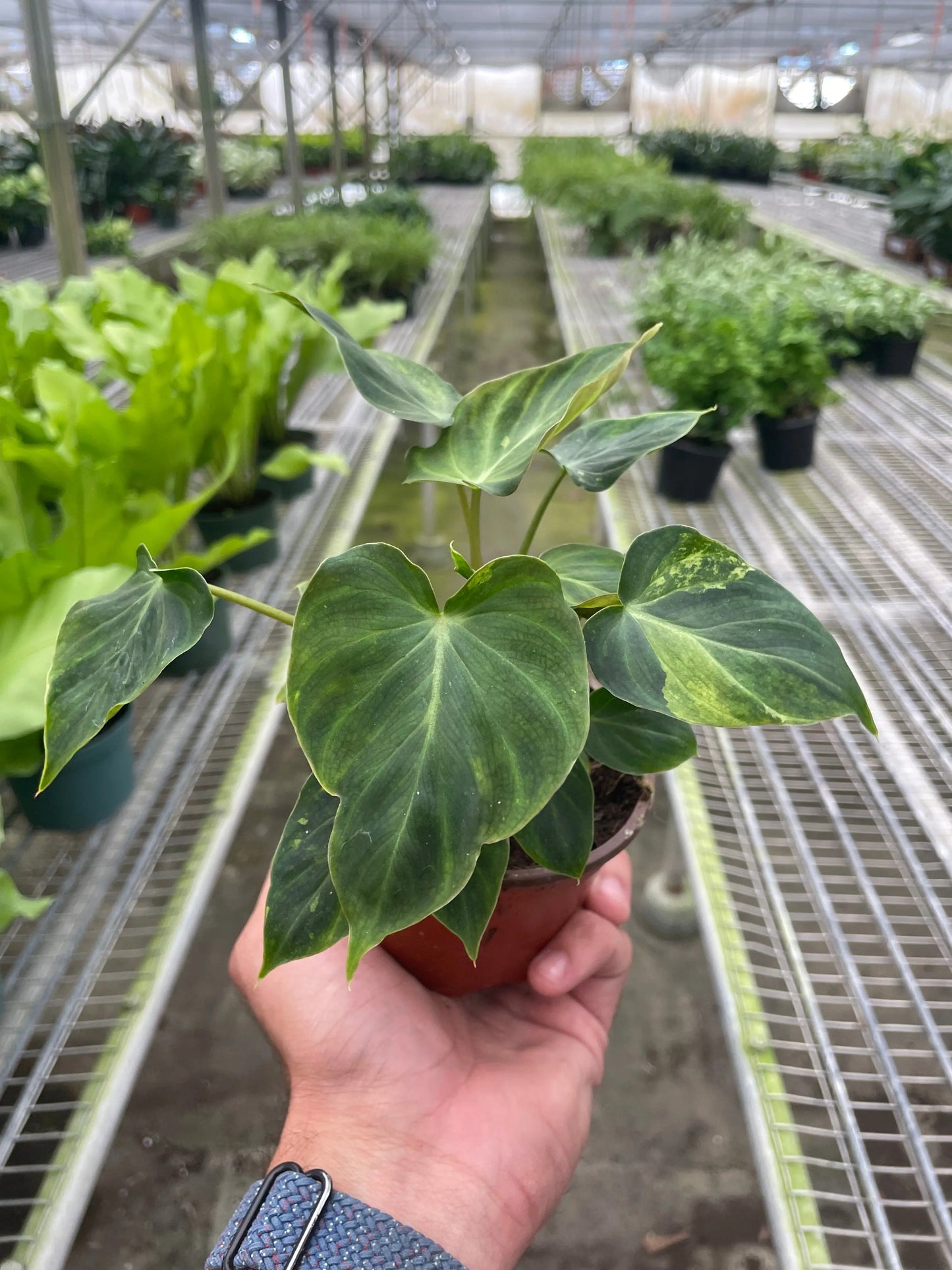 Philodendron 'Verrucosum' House Plant Dropship Botani Haven